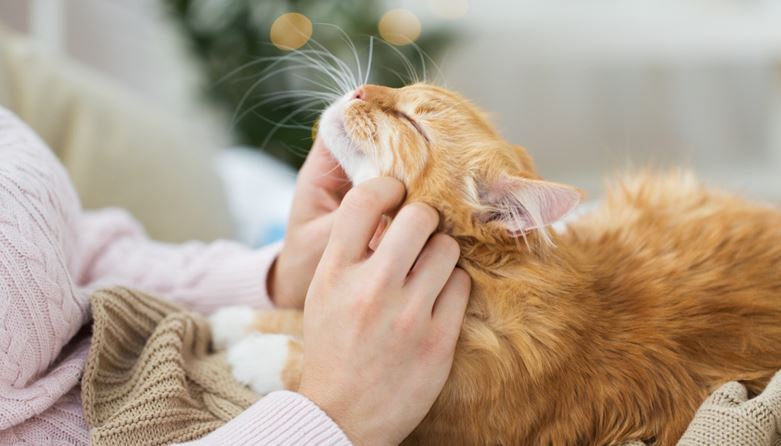 Cat Butler